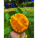 40 কেজি গোবিন্দভোগ আম 130 টাকা করে 5200 টাকা