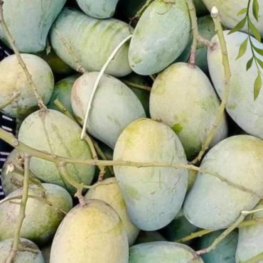 চাঁপাইনবাবগঞ্জের বিখ...