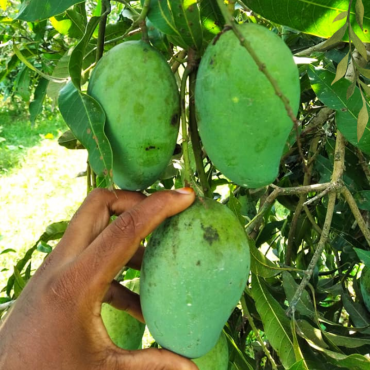 চাঁপাইনবাবগঞ্জের বিখ...