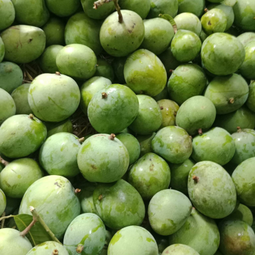 চাঁপাইনবাবগঞ্জের সুস...