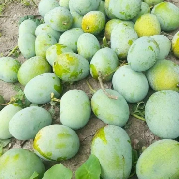 মোহনভোগ আম ...