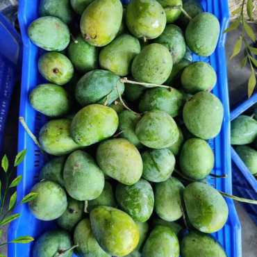 রাজশাহীর বিখ্যাত গোপ...