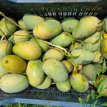 চাঁপাইনবাবগঞ্জের সুম...