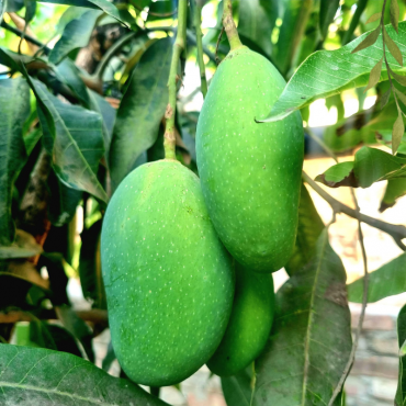 নাগ ফজলি আম...