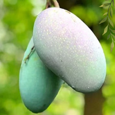 কিষান ভোগ আম...