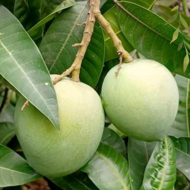 রংপুরের বিখ্যাত হাড়...