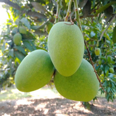 রাজশাহীর কিষানভোগ আম...