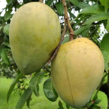 মোহনভোগ আম ...