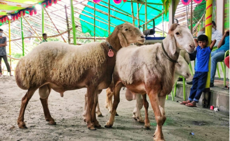 বাড়িতে কৃত্রিম মরুভূমি বানিয়ে দুম্বা চাষ