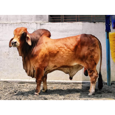 দেশী গরু বড় সাইজ (লাল কালার)