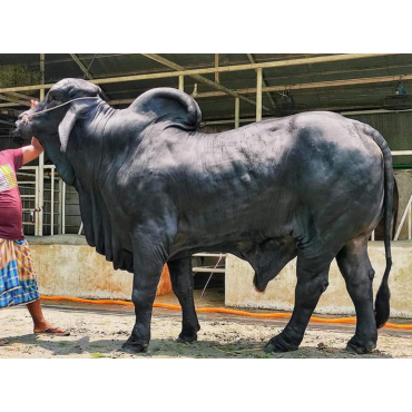 দেশী গরু বড় সাইজ (কালো )
