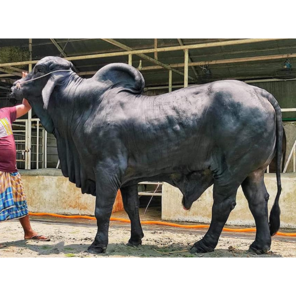 দেশী গরু বড় সাইজ (কালো )