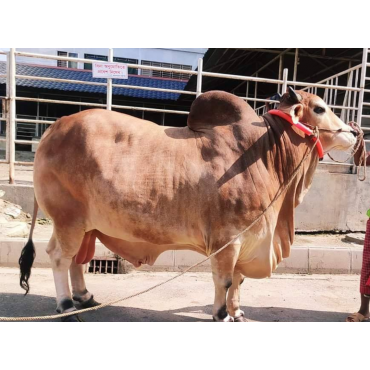 দেশী গরু বড় সাইজ