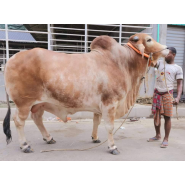 দেশী গরু বড় সাইজ