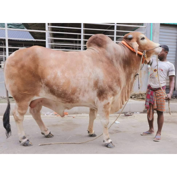 দেশী গরু বড় সাইজ