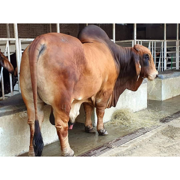 সংকর প্রজাতির ষাঁড় গরু