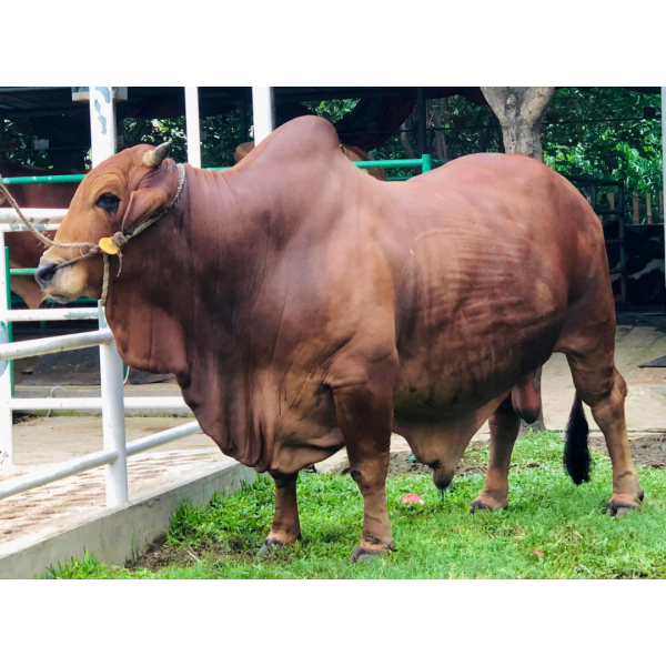 সংকর প্রজাতির গরু