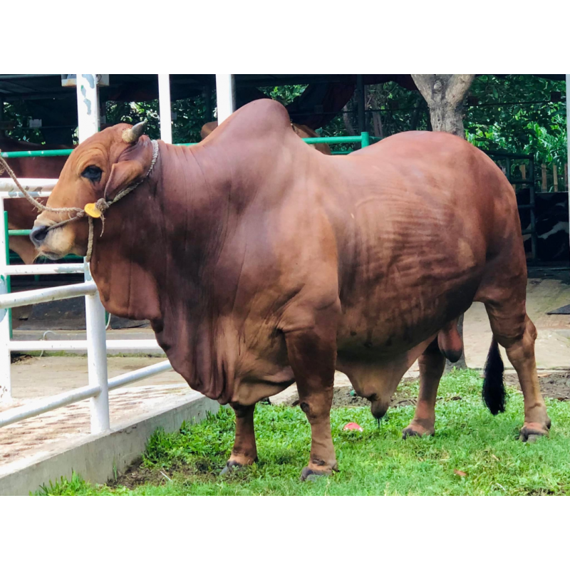 সংকর প্রজাতির গরু