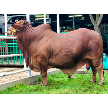 সংকর প্রজাতির গরু