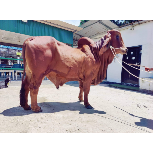 শাহিওয়াল জাতের গরু