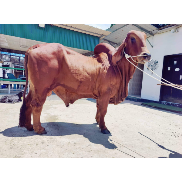 শাহিওয়াল জাতের গরু