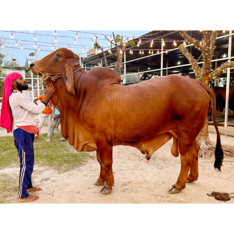 শাহিওয়াল