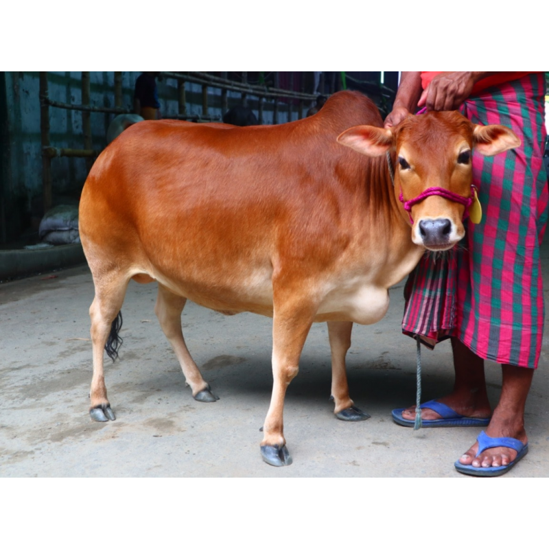 ভুট্টি গরু