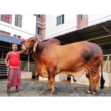 ব্রাহমা জাতের ষাঁড়