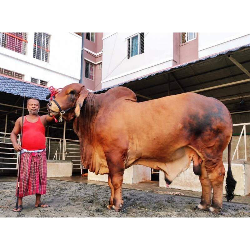 ব্রাহমা জাতের ষাঁড়