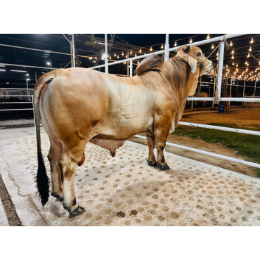 ব্রাহমা জাতের ষাঁড়