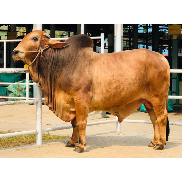 ব্রাহমা ষাঁড়