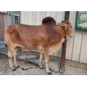 দেশি ষাঁড় গরু মাঝারি সাইজ