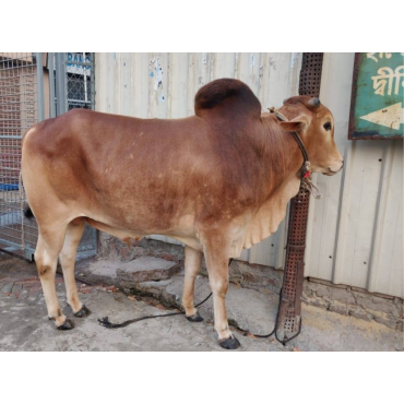 দেশি ষাঁড় গরু মাঝারি সাইজ