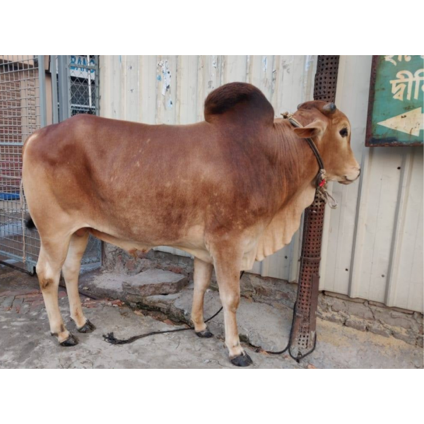 দেশি ষাঁড় গরু মাঝারি সাইজ
