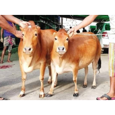 ভুট্টি গরু