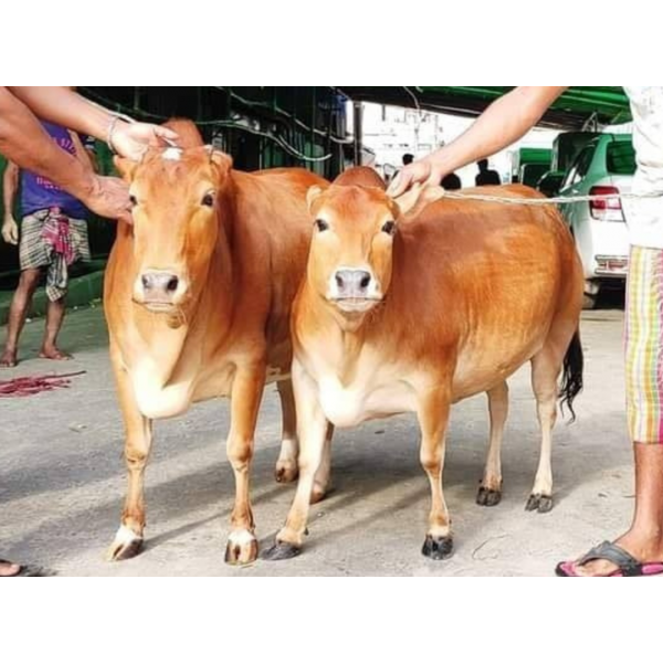 ভুট্টি গরু