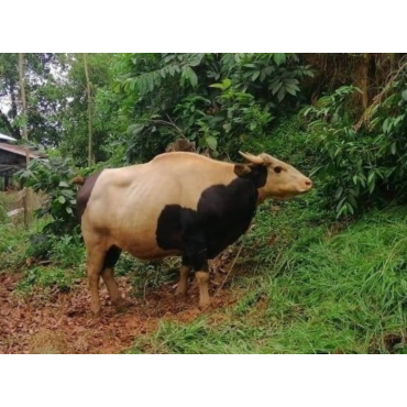 পাহাড়ি বুনো গরু