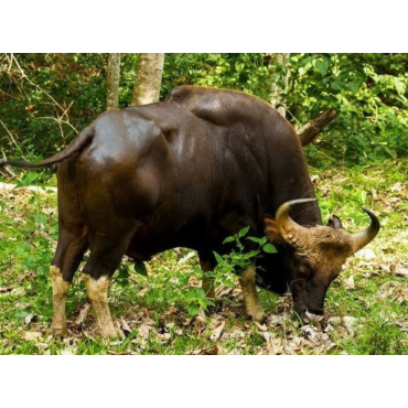 পাহাড়ি বুনো গরু
