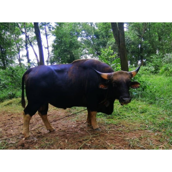 বাইসন বা বন গরু