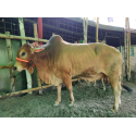 দেশি ষাঁড় গরু মাঝারি সাইজ ধূসর বাদামি কালার