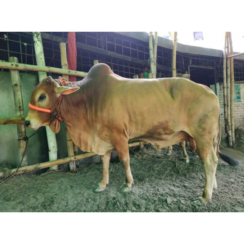 দেশি ষাঁড় গরু মাঝারি সাইজ ধূসর বাদামি কালার
