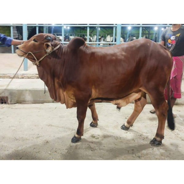 দেশি ষাঁড় গরু মাঝারি সাইজ