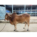 দেশি ষাঁড় গরু মাঝারি সাইজ