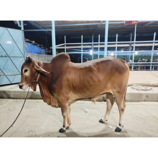 দেশি ষাঁড় গরু মাঝারি সাইজ