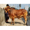 দেশি ষাঁড় গরু মাঝারি সাইজ