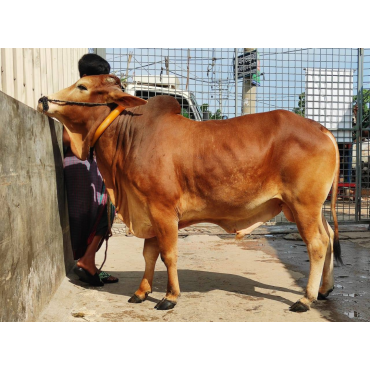 দেশি ষাঁড় গরু মাঝারি সাইজ