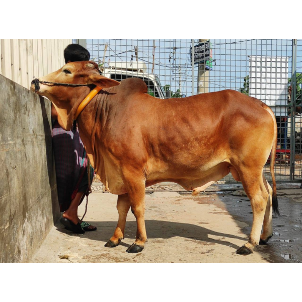 দেশি ষাঁড় গরু মাঝারি সাইজ