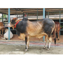দেশি ষাঁড় গরু ছোট সাইজ 