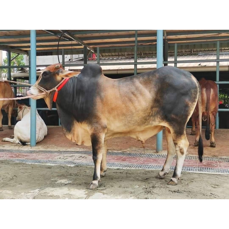 দেশি ষাঁড় গরু ছোট সাইজ 