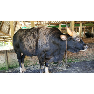 বাইসন বা বন গরু